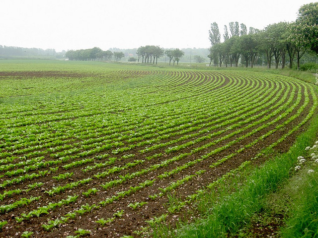 sugar beets